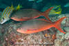 Pacific Creolefish