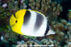 Pacific Doublesaddle Butterflyfish