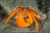 Pacific Red Hermit Crab