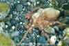 Pacific Red Octopus 