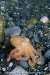 Pacific Red Octopus 029