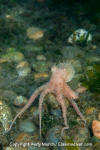 Pacific Red Octopus 