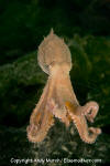 Pacific Red Octopus 