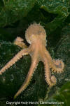 Pacific Red Octopus 