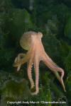 Pacific Red Octopus 