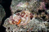 Pacific Spotted Scorpionfish