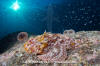 Pacific Spotted Scorpionfish