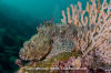 Pacific Spotted Scorpionfish