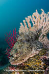 Pacific Spotted Scorpionfish