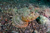 Pacific Spotted Scorpionfish