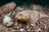 Pacific Spotted Scorpionfish