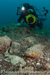 Pacific Spotted Scorpionfish