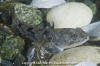 Pacific Staghorn Sculpin