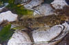 Padded Sculpin