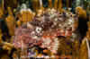 Painted Scorpionfish 001