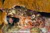 Painted Scorpionfish