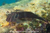 Panamic Fanged Blenny