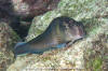 Panamic Fanged Blenny