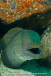 Panamic Green Moray Eel