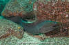 Panamic Green Moray Eel