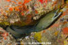 Panamic Green Moray Eel