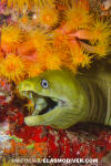 Panamic Green Moray Eel