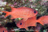 Panamic Soldierfish