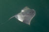 Pelagic stingray picture