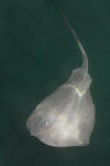 Pelagic stingray photograph