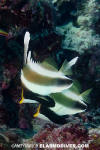 Pennant Bannerfish