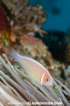 Pink Anemonefish