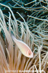 Pink Anemonefish