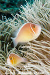 Pink Anemonefish