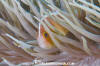 Pink Anemonefish