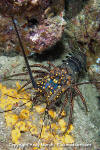 Pinto Spiny Lobster