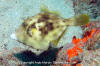 Planehead Filefish