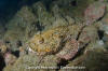 Player Scorpionfish