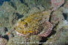 Player Scorpionfish