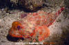 Player Scorpionfish