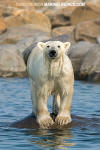 Polar Bear