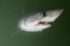 Porbeagle Shark picture