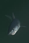 Porbeagle Shark photo