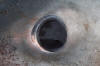 Porbeagle Shark eye