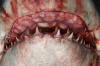 Porbeagle Shark jaw 