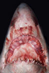 Porbeagle Shark Jaw picture