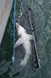 Porbeagle Shark in a hammock