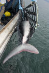 porbeagle shark tagging