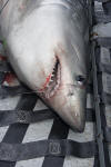 Porbeagle Shark Tagging image