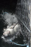 Porbeagle Shark Tagging 023