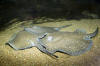 Rosette River Stingray picture